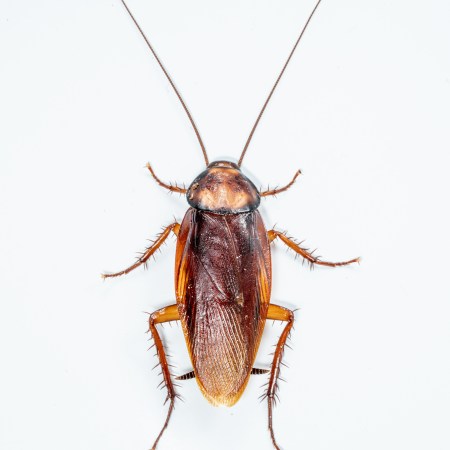 American Cockroach - Preserved Sample